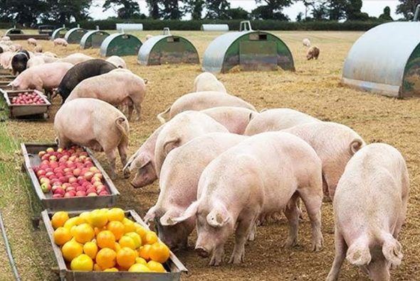 Chăn nuôi hữu cơ: Giải pháp cho nền nông nghiệp sạch